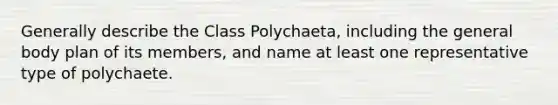 Generally describe the Class Polychaeta, including the general body plan of its members, and name at least one representative type of polychaete.