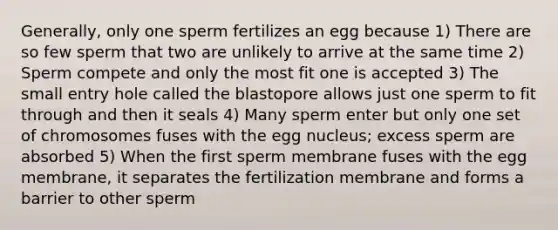 Generally, only one sperm fertilizes an egg because 1) There are so few sperm that two are unlikely to arrive at the same time 2) Sperm compete and only the most fit one is accepted 3) The small entry hole called the blastopore allows just one sperm to fit through and then it seals 4) Many sperm enter but only one set of chromosomes fuses with the egg nucleus; excess sperm are absorbed 5) When the first sperm membrane fuses with the egg membrane, it separates the fertilization membrane and forms a barrier to other sperm