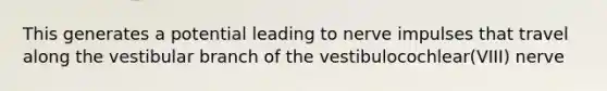 This generates a potential leading to nerve impulses that travel along the vestibular branch of the vestibulocochlear(VIII) nerve