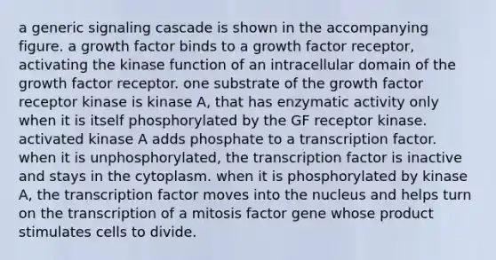 a generic signaling cascade is shown in the accompanying figure. a growth factor binds to a growth factor receptor, activating the kinase function of an intracellular domain of the growth factor receptor. one substrate of the growth factor receptor kinase is kinase A, that has enzymatic activity only when it is itself phosphorylated by the GF receptor kinase. activated kinase A adds phosphate to a transcription factor. when it is unphosphorylated, the transcription factor is inactive and stays in the cytoplasm. when it is phosphorylated by kinase A, the transcription factor moves into the nucleus and helps turn on the transcription of a mitosis factor gene whose product stimulates cells to divide.