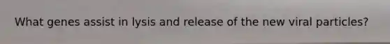 What genes assist in lysis and release of the new viral particles?