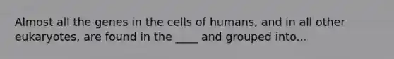 Almost all the genes in the cells of humans, and in all other eukaryotes, are found in the ____ and grouped into...