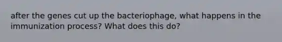 after the genes cut up the bacteriophage, what happens in the immunization process? What does this do?