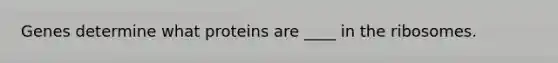 Genes determine what proteins are ____ in the ribosomes.