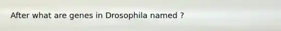 After what are genes in Drosophila named ?