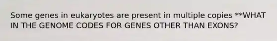 Some genes in eukaryotes are present in multiple copies **WHAT IN THE GENOME CODES FOR GENES OTHER THAN EXONS?