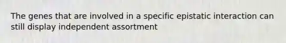 The genes that are involved in a specific epistatic interaction can still display independent assortment
