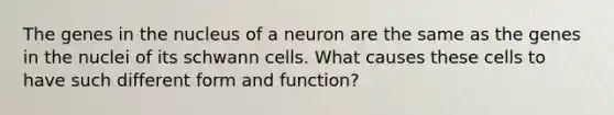 The genes in the nucleus of a neuron are the same as the genes in the nuclei of its schwann cells. What causes these cells to have such different form and function?