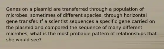 Genes on a plasmid are transferred through a population of microbes, sometimes of different species, through horizontal gene transfer. If a scientist sequences a specific gene carried on the plasmid and compared the sequence of many different microbes, what is the most probable pattern of relationships that she would see?