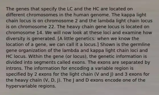 The genes that specify the LC and the HC are located on different chromosomes in the human genome. The kappa light chain locus is on chromosome 2 and the lambda light chain locus is on chromosome 22. The heavy chain gene locus is located on chromosome 14. We will now look at these loci and examine how diversity is generated. [A little genetics: when we know the location of a gene, we can call it a locus.] Shown is the germline gene organization of the lambda and kappa light chain loci and HC locus. Within the gene (or locus), the genetic information is divided into segments called exons. The exons are separated by introns. The information for encoding a variable region is specified by 2 exons for the light chain (V and J) and 3 exons for the heavy chain (V, D, J). The J and D exons encode one of the hypervariable regions.