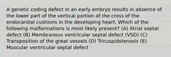 A genetic coding defect in an early embryo results in absence of the lower part of the vertical portion of the cross of the endocardial cushions in the developing heart. Which of the following malformations is most likely present? (A) Atrial septal defect (B) Membranous ventricular septal defect (VSD) (C) Transposition of the great vessels (D) Tricuspidstenosis (E) Muscular ventricular septal defect