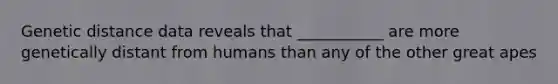 Genetic distance data reveals that ___________ are more genetically distant from humans than any of the other great apes