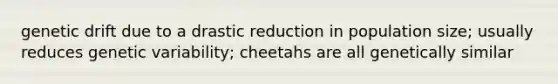 genetic drift due to a drastic reduction in population size; usually reduces genetic variability; cheetahs are all genetically similar