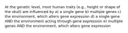 At the genetic level, most human traits (e.g., height or shape of the skull) are influenced by a) a single gene b) multiple genes c) the environment, which alters gene expression d) a single gene AND the environment acting through gene expression e) multiple genes AND the environment, which alters gene expression