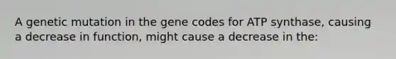 A genetic mutation in the gene codes for ATP synthase, causing a decrease in function, might cause a decrease in the: