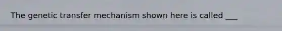 The genetic transfer mechanism shown here is called ___