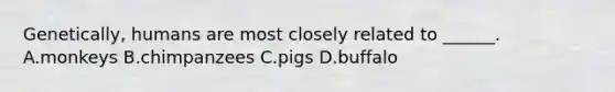 Genetically, humans are most closely related to ______. A.monkeys B.chimpanzees C.pigs D.buffalo