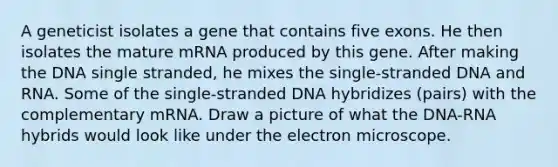 A geneticist isolates a gene that contains five exons. He then isolates the mature mRNA produced by this gene. After making the DNA single stranded, he mixes the single-stranded DNA and RNA. Some of the single-stranded DNA hybridizes (pairs) with the complementary mRNA. Draw a picture of what the DNA-RNA hybrids would look like under the electron microscope.