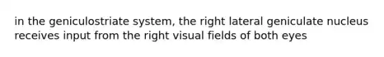 in the geniculostriate system, the right lateral geniculate nucleus receives input from the right visual fields of both eyes