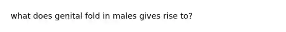 what does genital fold in males gives rise to?
