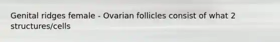 Genital ridges female - Ovarian follicles consist of what 2 structures/cells