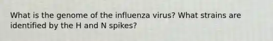 What is the genome of the influenza virus? What strains are identified by the H and N spikes?