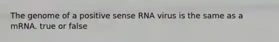 The genome of a positive sense RNA virus is the same as a mRNA. true or false