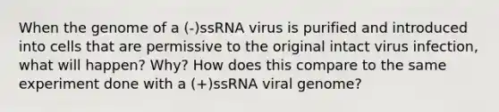 When the genome of a (-)ssRNA virus is purified and introduced into cells that are permissive to the original intact virus infection, what will happen? Why? How does this compare to the same experiment done with a (+)ssRNA viral genome?