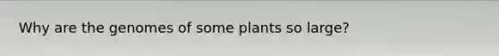 Why are the genomes of some plants so large?