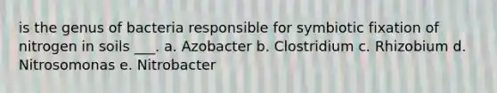 is the genus of bacteria responsible for symbiotic fixation of nitrogen in soils ___. a. Azobacter b. Clostridium c. Rhizobium d. Nitrosomonas e. Nitrobacter