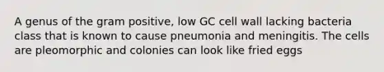 A genus of the gram positive, low GC cell wall lacking bacteria class that is known to cause pneumonia and meningitis. The cells are pleomorphic and colonies can look like fried eggs