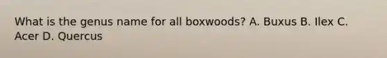 What is the genus name for all boxwoods? A. Buxus B. Ilex C. Acer D. Quercus
