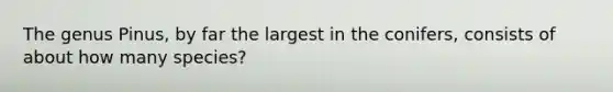 The genus Pinus, by far the largest in the conifers, consists of about how many species?