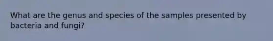 What are the genus and species of the samples presented by bacteria and fungi?