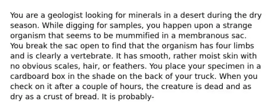 You are a geologist looking for minerals in a desert during the dry season. While digging for samples, you happen upon a strange organism that seems to be mummified in a membranous sac. You break the sac open to find that the organism has four limbs and is clearly a vertebrate. It has smooth, rather moist skin with no obvious scales, hair, or feathers. You place your specimen in a cardboard box in the shade on the back of your truck. When you check on it after a couple of hours, the creature is dead and as dry as a crust of bread. It is probably-