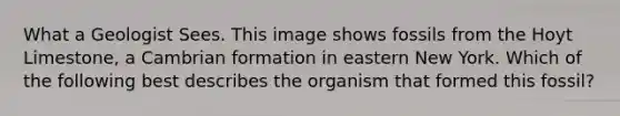 What a Geologist Sees. This image shows fossils from the Hoyt Limestone, a Cambrian formation in eastern New York. Which of the following best describes the organism that formed this fossil?