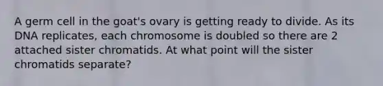 A germ cell in the goat's ovary is getting ready to divide. As its DNA replicates, each chromosome is doubled so there are 2 attached sister chromatids. At what point will the sister chromatids separate?