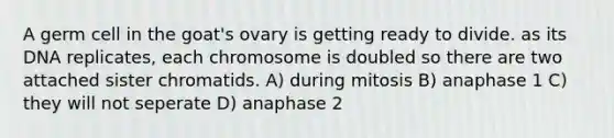 A germ cell in the goat's ovary is getting ready to divide. as its DNA replicates, each chromosome is doubled so there are two attached sister chromatids. A) during mitosis B) anaphase 1 C) they will not seperate D) anaphase 2