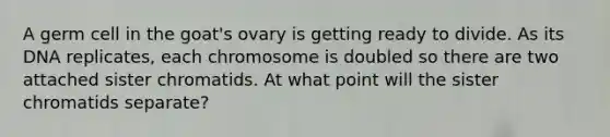 A germ cell in the goat's ovary is getting ready to divide. As its DNA replicates, each chromosome is doubled so there are two attached sister chromatids. At what point will the sister chromatids separate?