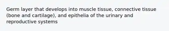 Germ layer that develops into muscle tissue, connective tissue (bone and cartilage), and epithelia of the urinary and reproductive systems