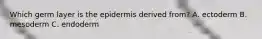 Which germ layer is the epidermis derived from? A. ectoderm B. mesoderm C. endoderm