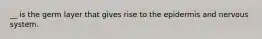 __ is the germ layer that gives rise to the epidermis and nervous system.