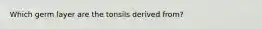 Which germ layer are the tonsils derived from?