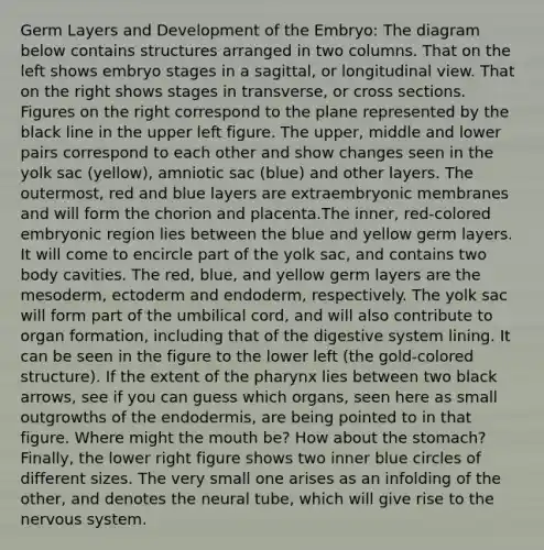 Germ Layers and Development of the Embryo: The diagram below contains structures arranged in two columns. That on the left shows embryo stages in a sagittal, or longitudinal view. That on the right shows stages in transverse, or cross sections. Figures on the right correspond to the plane represented by the black line in the upper left figure. The upper, middle and lower pairs correspond to each other and show changes seen in the yolk sac (yellow), amniotic sac (blue) and other layers. The outermost, red and blue layers are extraembryonic membranes and will form the chorion and placenta.The inner, red-colored embryonic region lies between the blue and yellow germ layers. It will come to encircle part of the yolk sac, and contains two body cavities. The red, blue, and yellow germ layers are the mesoderm, ectoderm and endoderm, respectively. The yolk sac will form part of the umbilical cord, and will also contribute to organ formation, including that of the digestive system lining. It can be seen in the figure to the lower left (the gold-colored structure). If the extent of the pharynx lies between two black arrows, see if you can guess which organs, seen here as small outgrowths of the endodermis, are being pointed to in that figure. Where might the mouth be? How about the stomach? Finally, the lower right figure shows two inner blue circles of different sizes. The very small one arises as an infolding of the other, and denotes the neural tube, which will give rise to the nervous system.