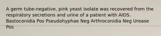 A germ tube-negative, pink yeast isolate was recovered from the respiratory secretions and urine of a patient with AIDS. Bastoconidia Pos Pseudohyphae Neg Arthroconidia Neg Urease Pos