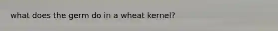 what does the germ do in a wheat kernel?