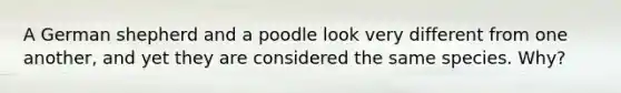 A German shepherd and a poodle look very different from one another, and yet they are considered the same species. Why?