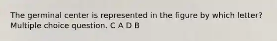 The germinal center is represented in the figure by which letter? Multiple choice question. C A D B