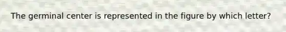 The germinal center is represented in the figure by which letter?