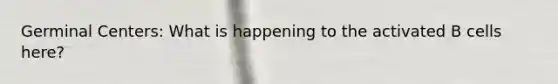 Germinal Centers: What is happening to the activated B cells here?